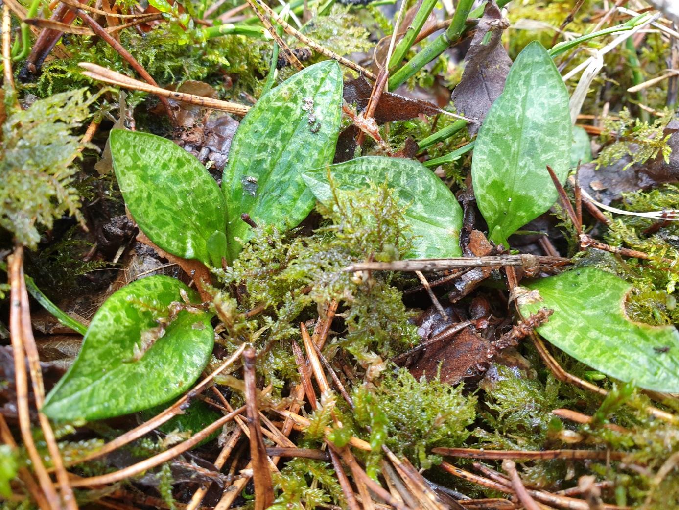 20210417_Sliauziancioji sidabriuke.jpg