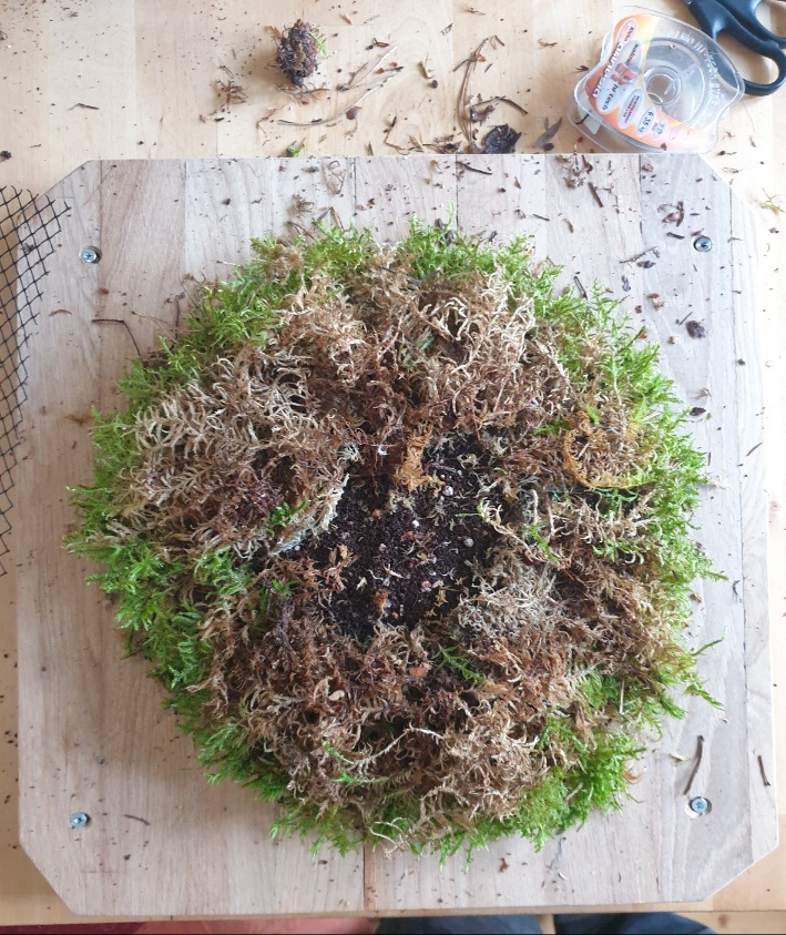 20210426_Platycerium superbum 1.jpg