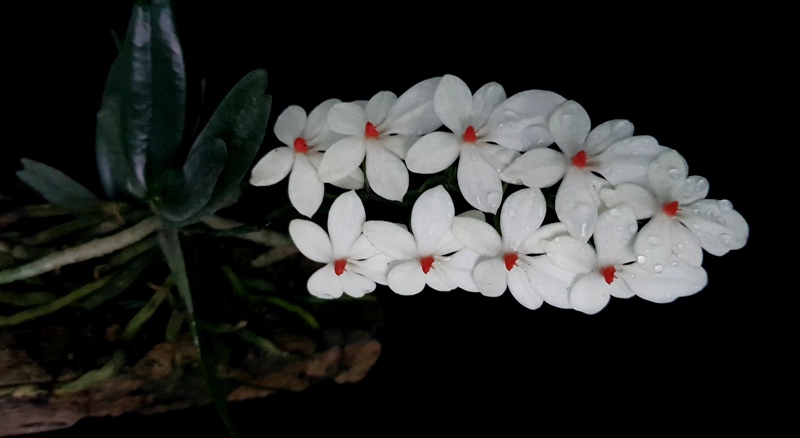 Aerangis luteoalba var. rhodosticta.jpg