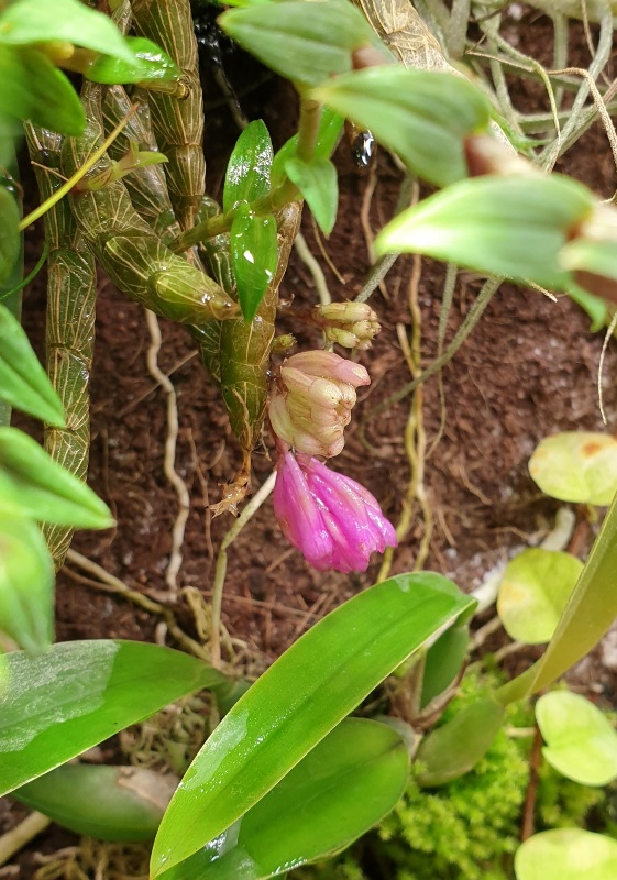 Dendrobium limpidum 20210427_1.jpg