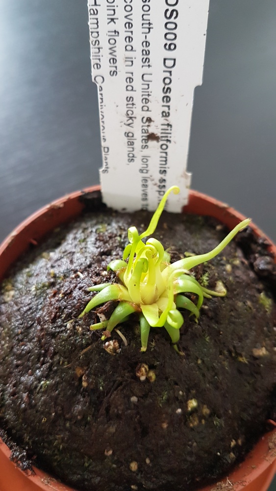 Drosera filiformis.jpg