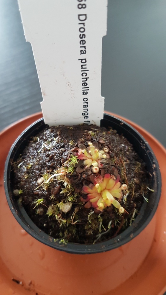 Drosera pulchella.jpg