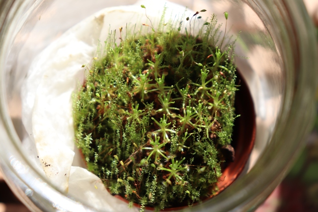 drosera roseana.JPG