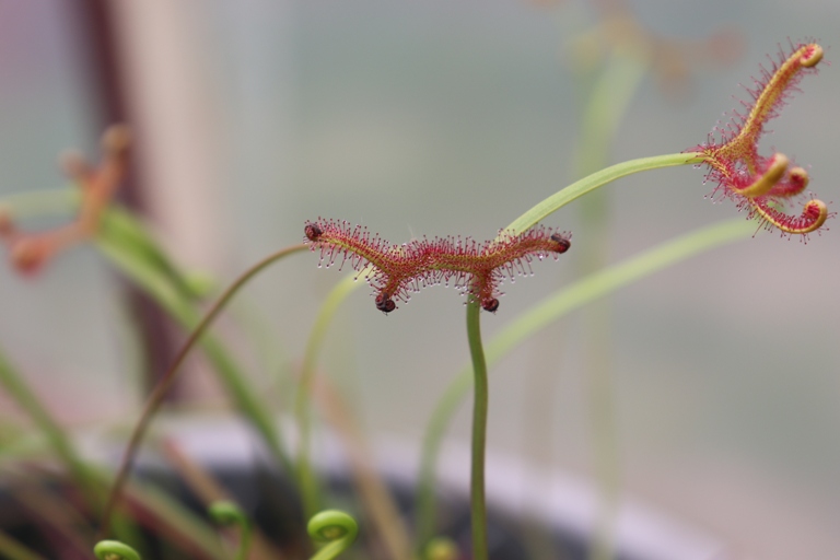 D. binata (1).JPG