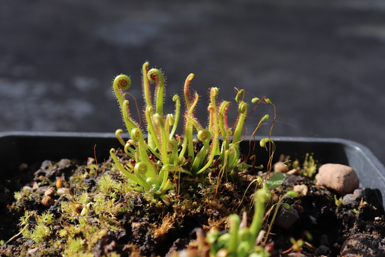 drosera filiformis.JPG