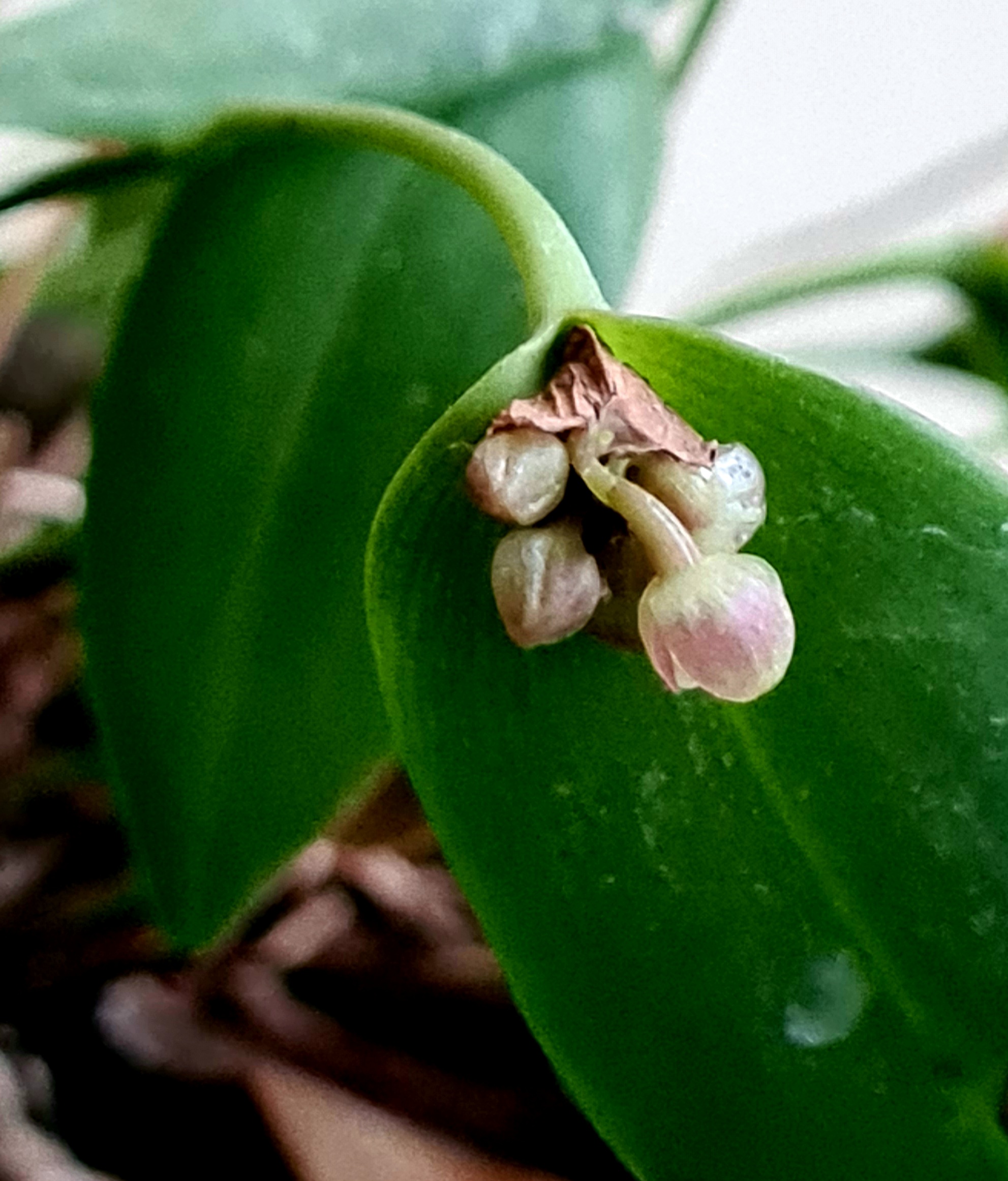 Pleurothallis canaligera