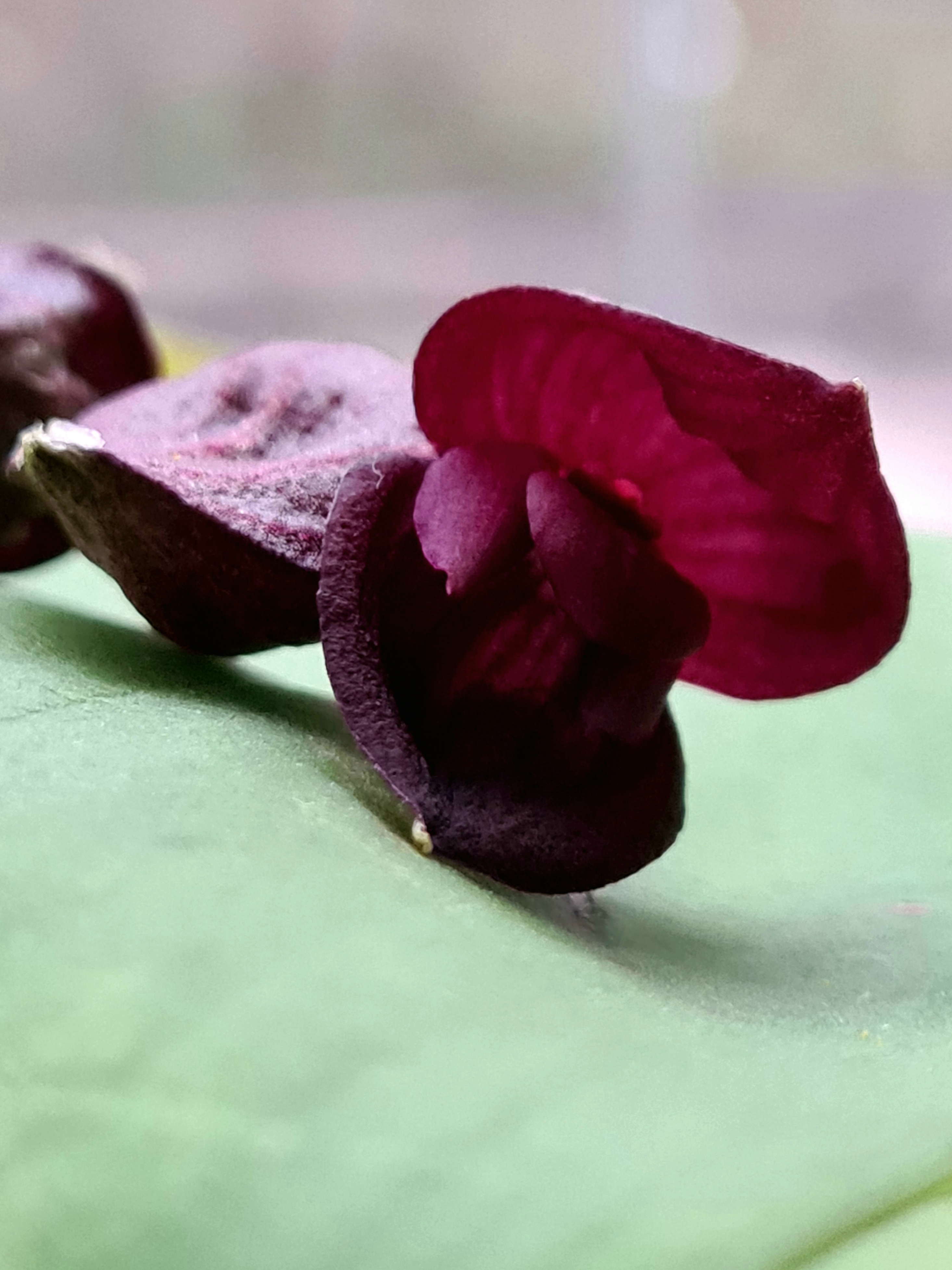 Pleurothallis Walnut Valley x teaguei