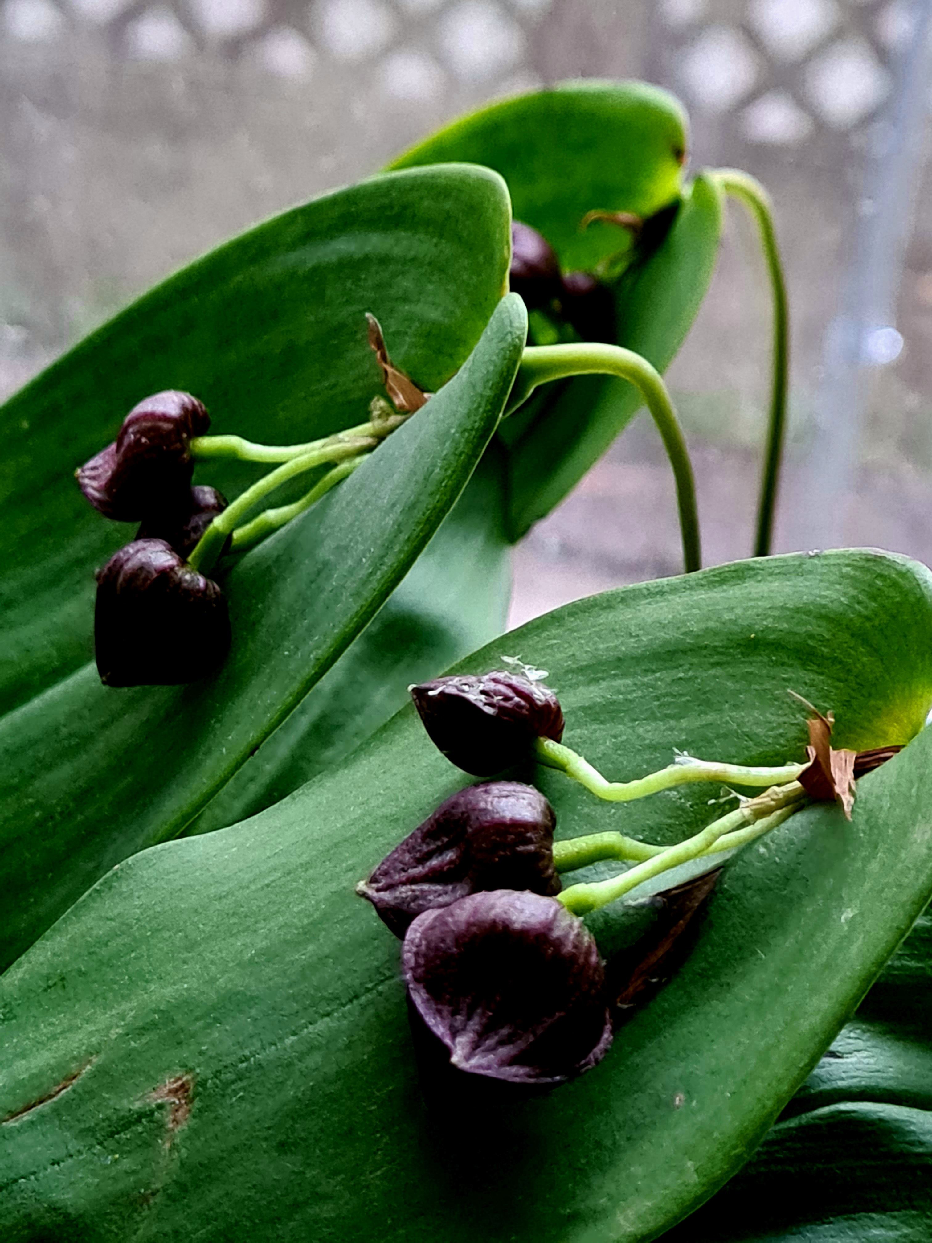 Pleurothallis Walnut Valley x teaguei