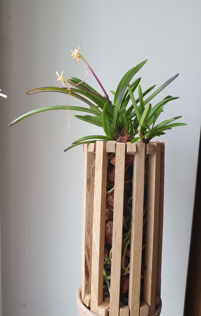 20210506_Neofinetia falcata Shutennou.jpg