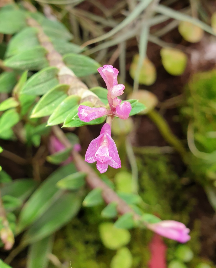 Dendrobium limpidum 1.jpg