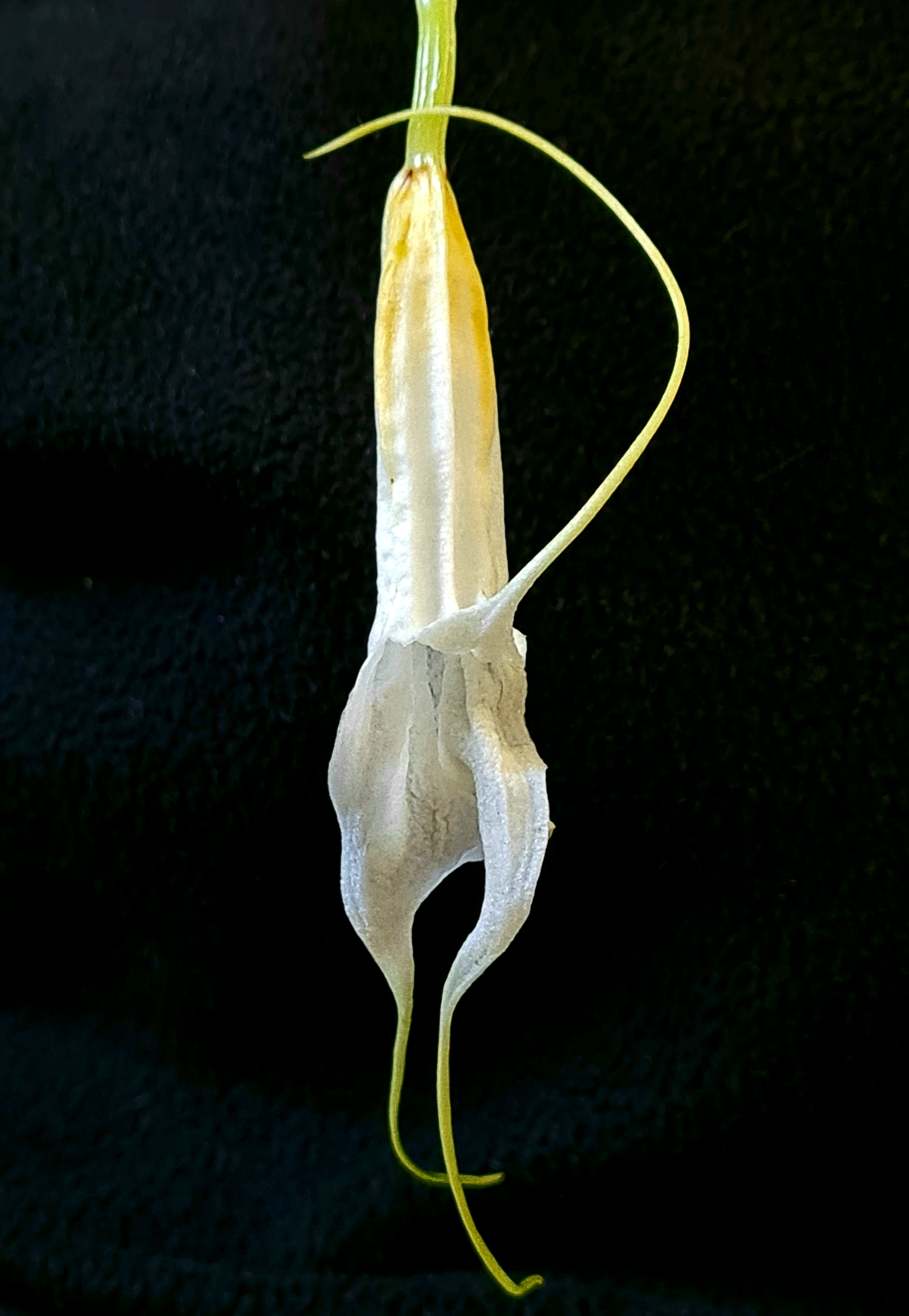 Masdevallia datura