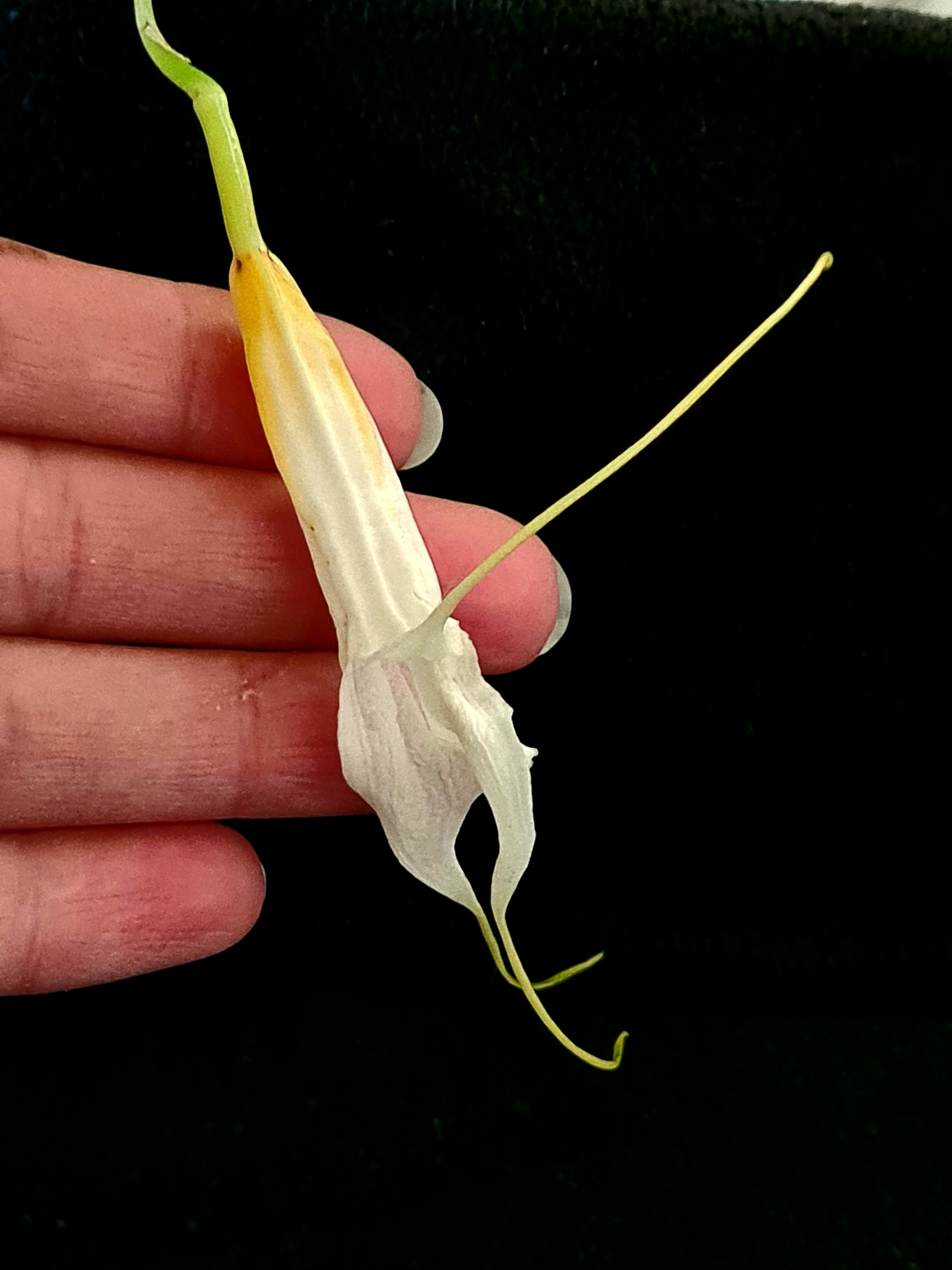 Masdevallia datura
