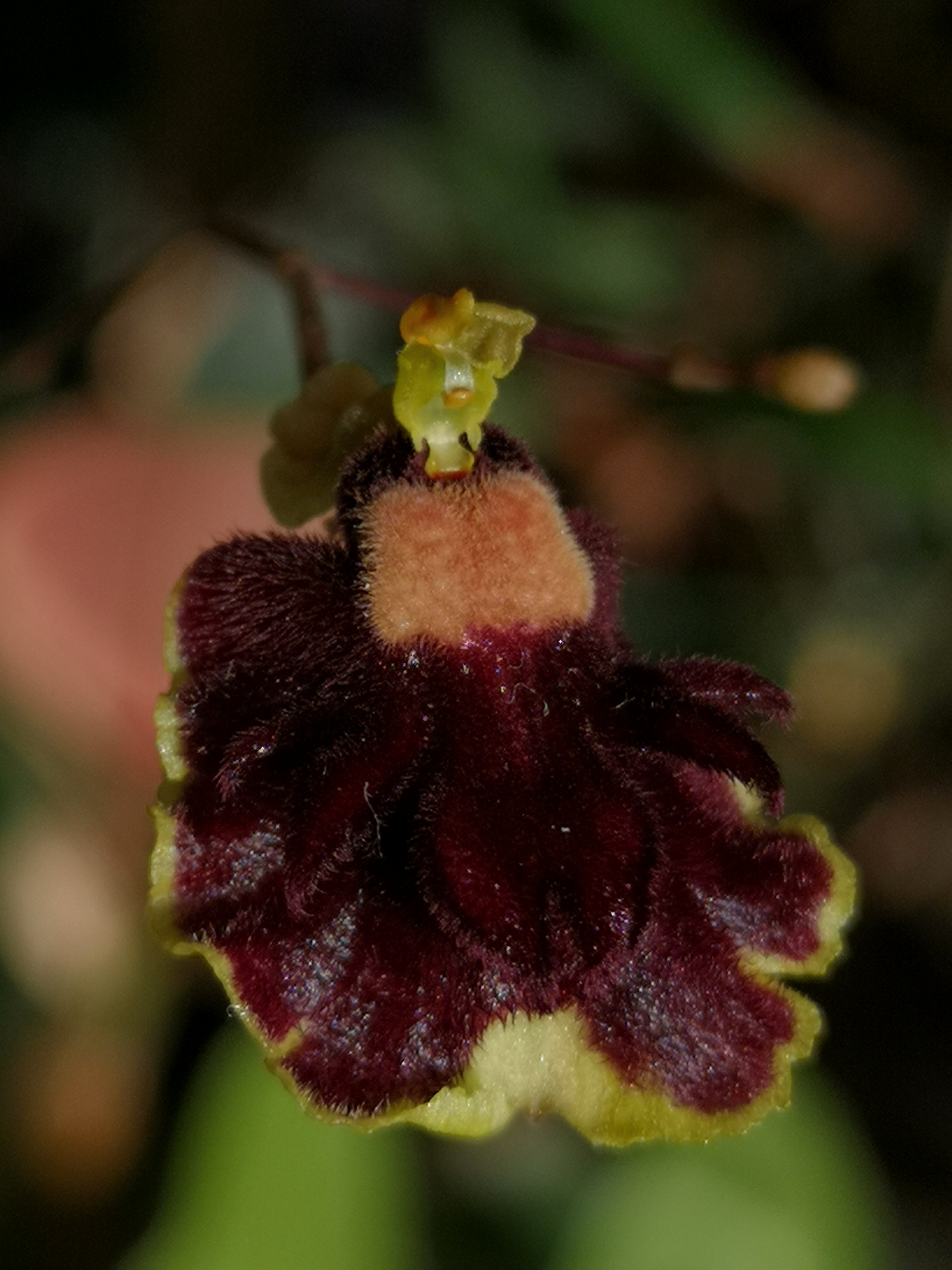Tolumnia henekenii