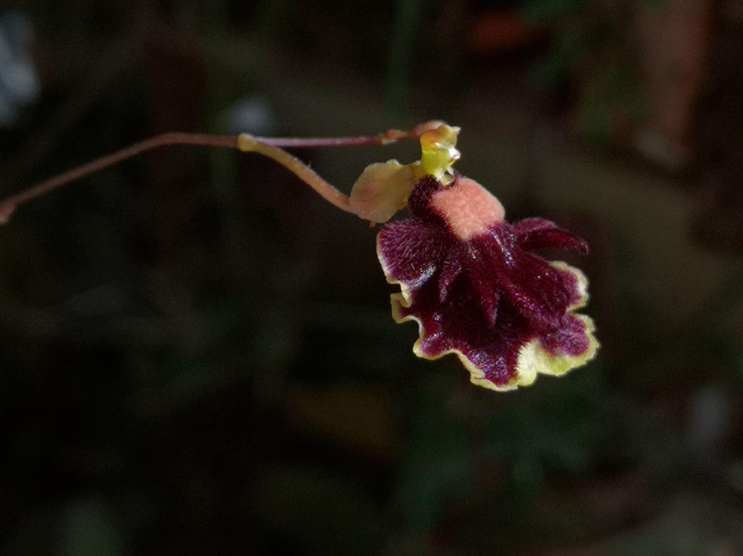 Tolumnia henekenii