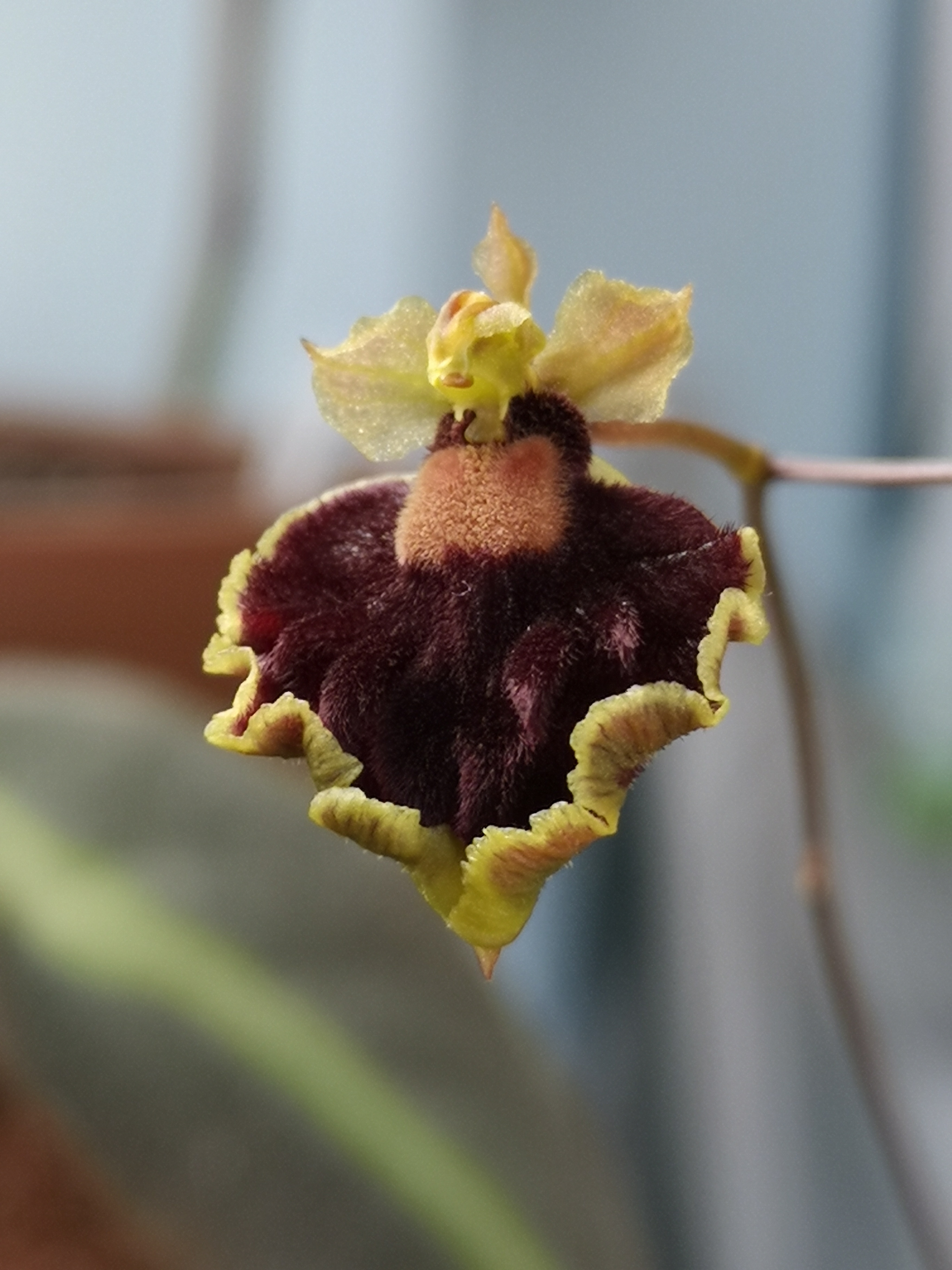 Tolumnia henekenii