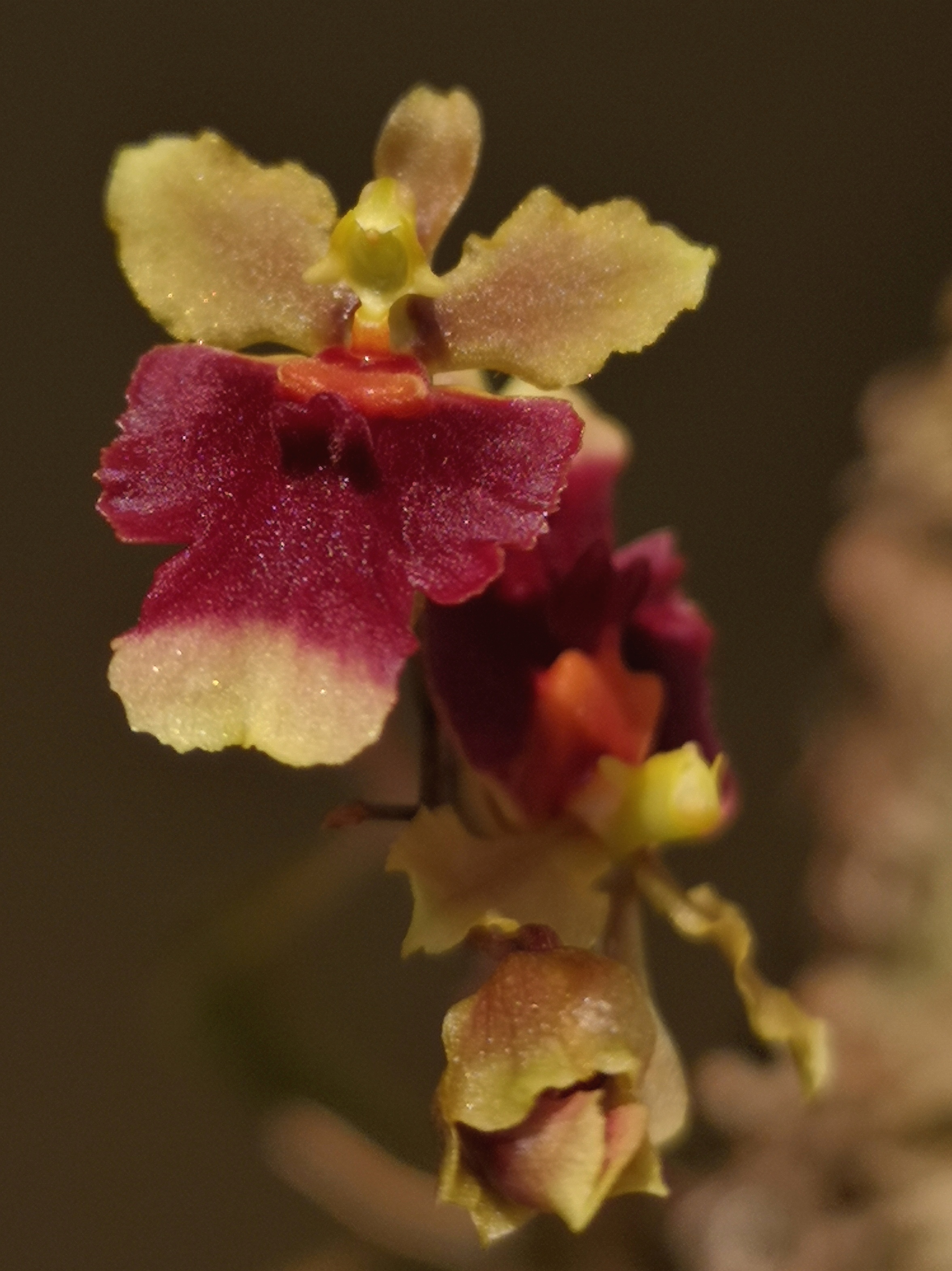 Tolumnia henekenii XTolumnia triquetrum