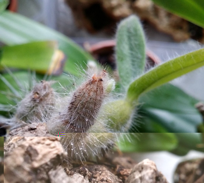 Dendrobium senile 2014-02-13.jpg