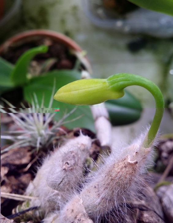 Dendrobium senile 2014-04-16.jpg