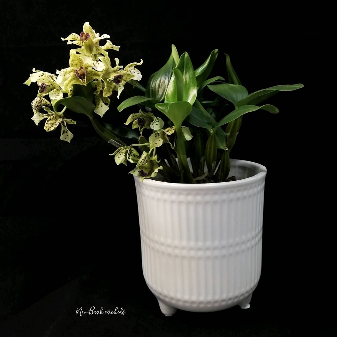 IMG_20210514_174858_371.jpg