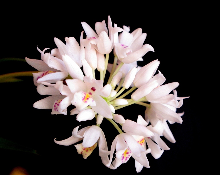 Neobenthamia gracilis.jpg