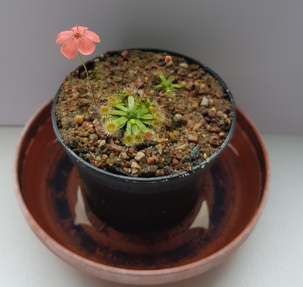 D. pulchella.jpg