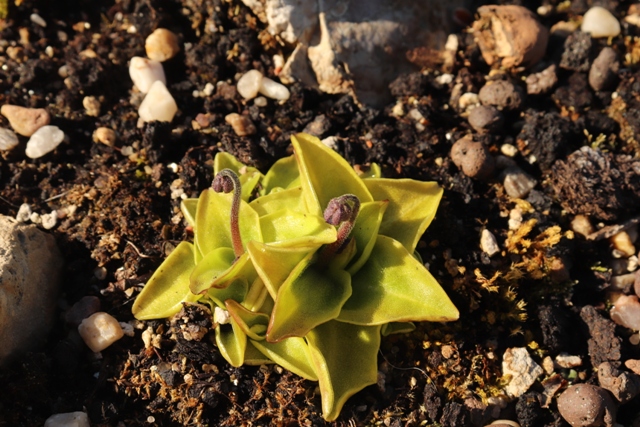 Pinguicula grandiflora'21..JPG