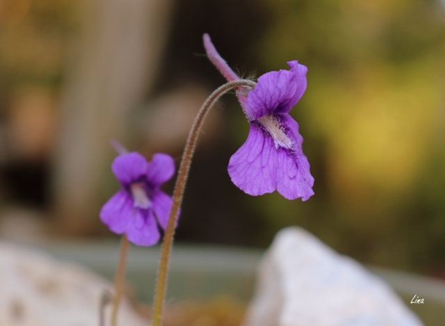 Pinguicula grandiflora'21.05...jpg