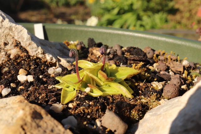 Pinguicula grandiflora'21.JPG