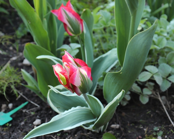 Tulip 'Esperanto'.JPG
