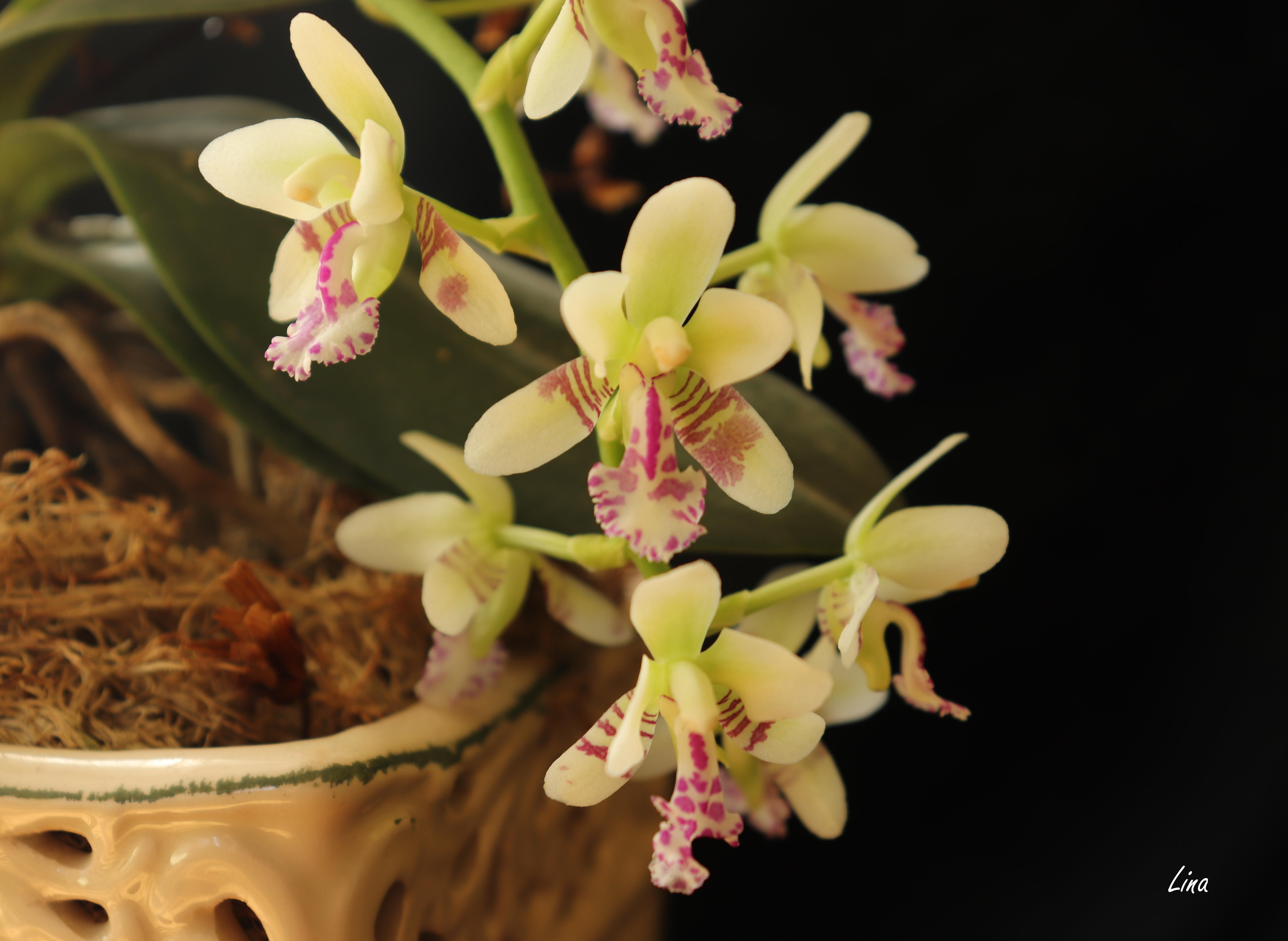 Sedirea japonica''2021.jpg