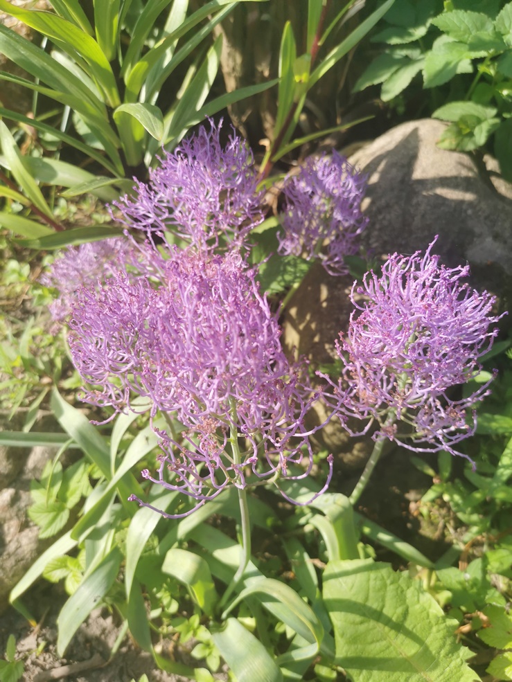 Muscari comosum