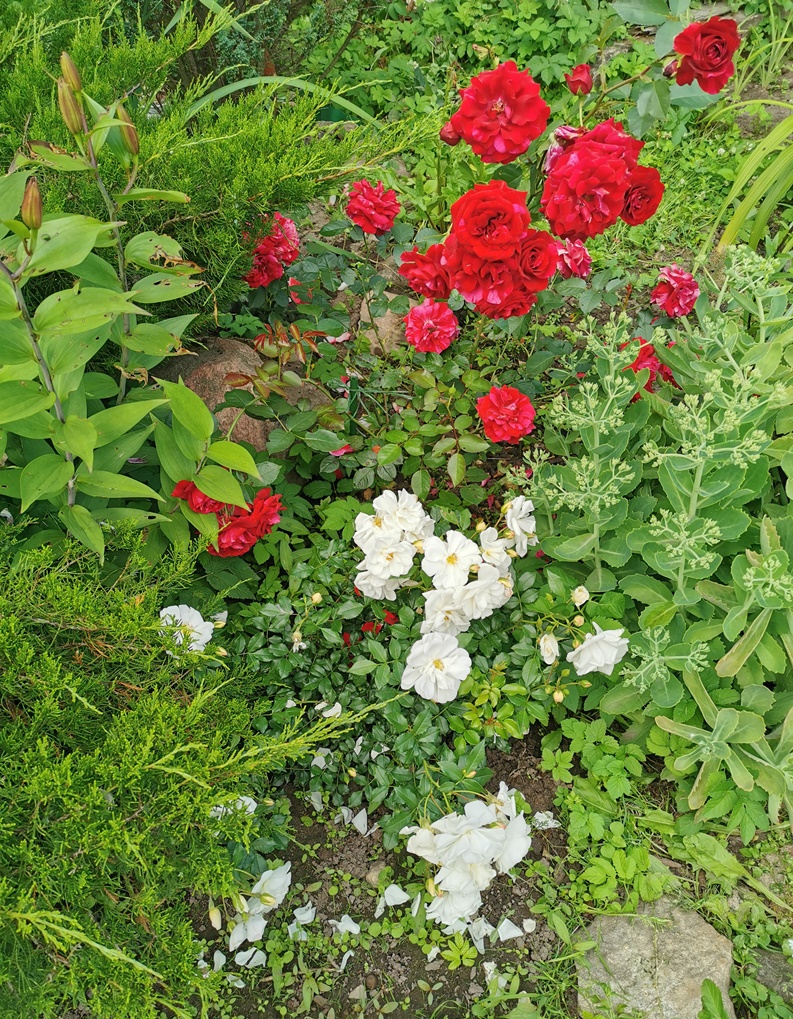floribunda 'Diamant', 'Deep Impression'