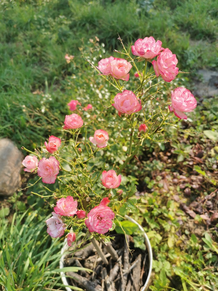 "ažiūrinė"