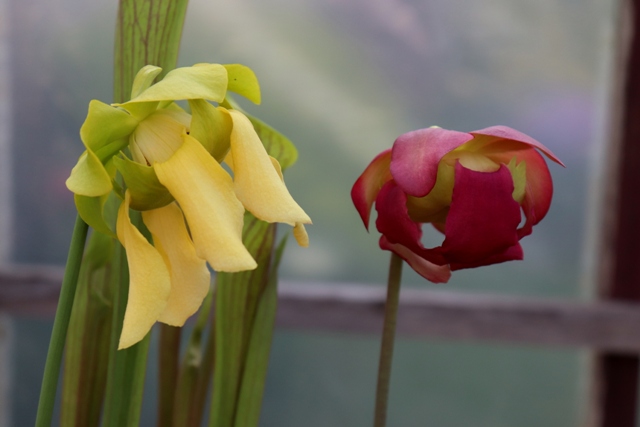 Sarracenia flava var. ornata & Sarracenia leucophylla 'Redneck''21.jpg