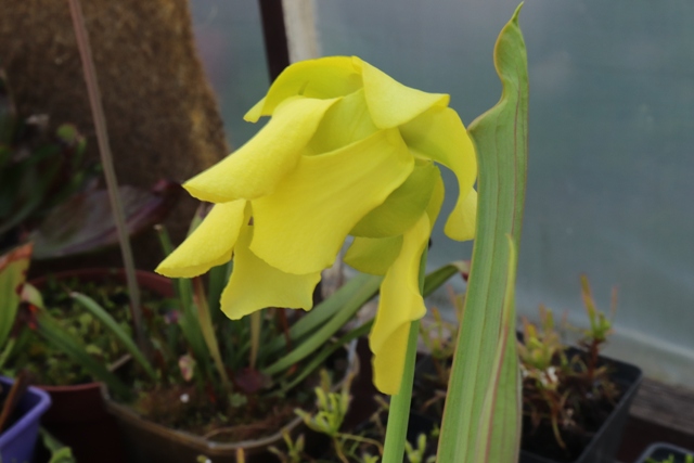 Sarracenia flava var. ornata'21.05.jpg