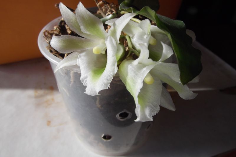 DSCF4779.JPG