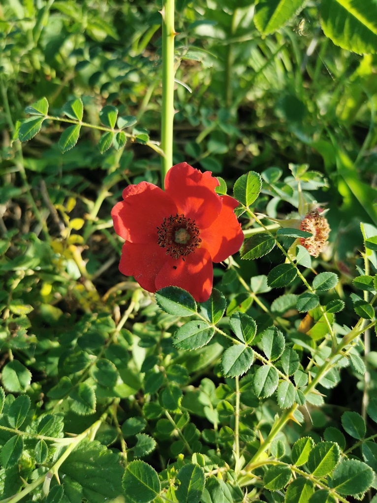 210620 R.moyesii 'Geranium'.jpg