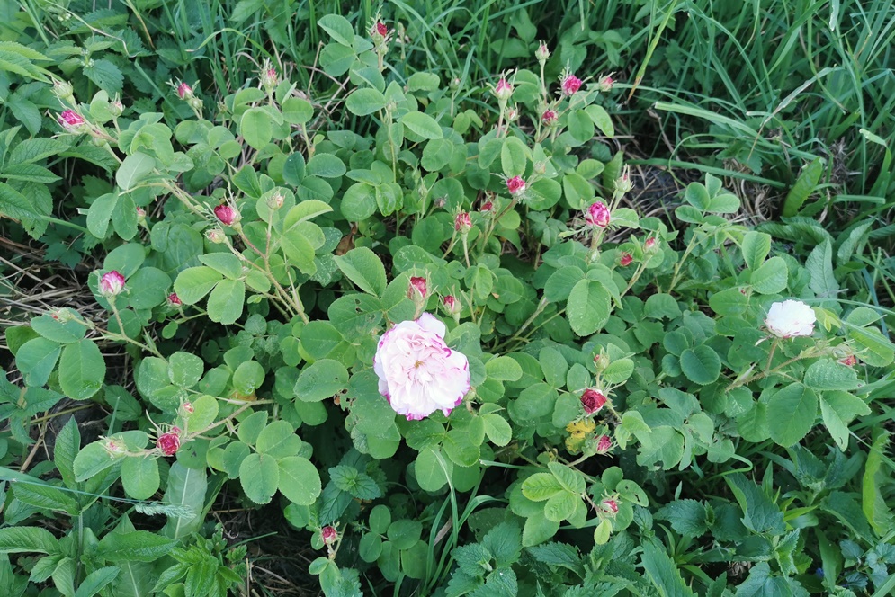 210620 r.damask LEDA.jpg