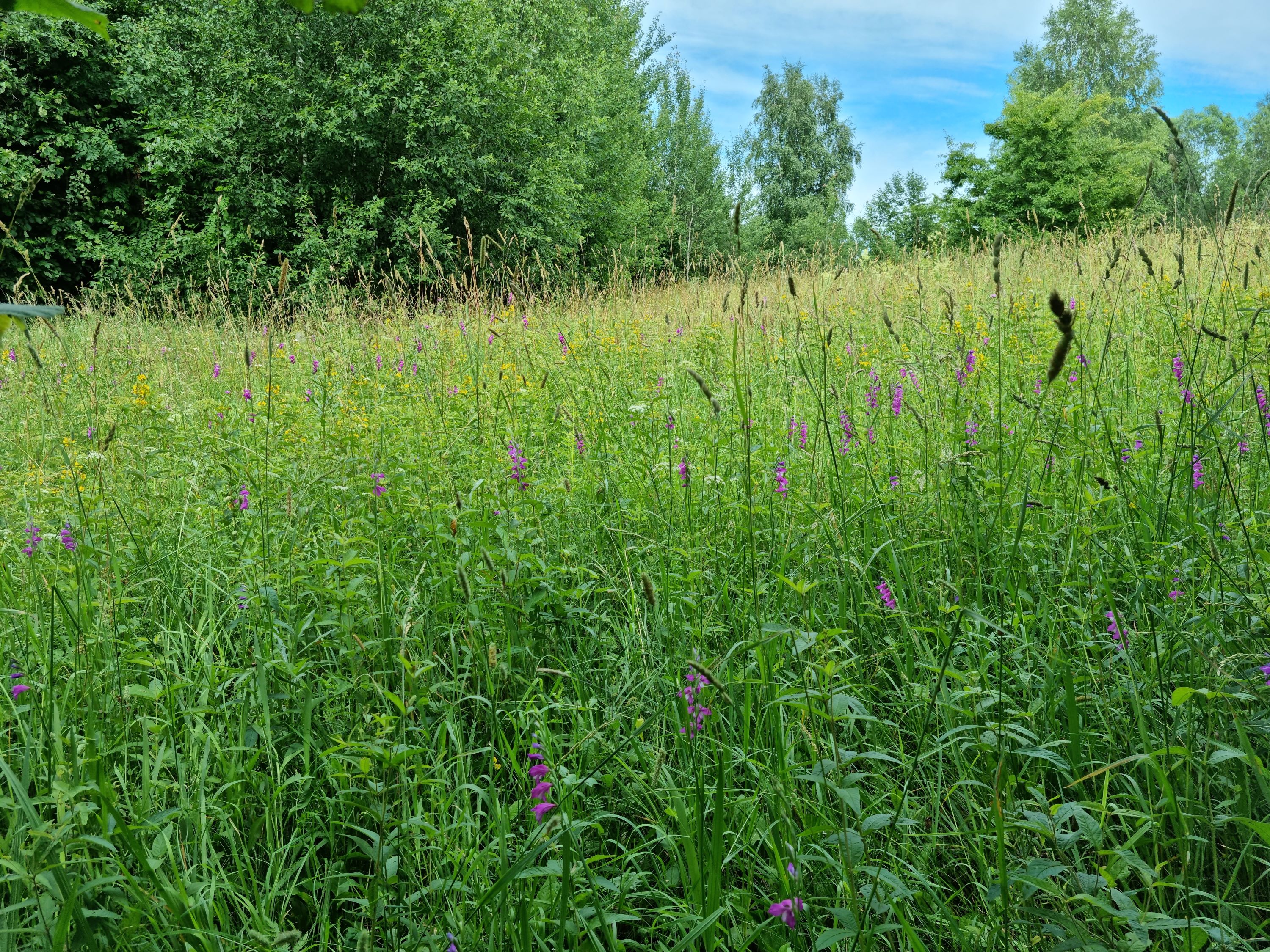 Kardelių pieva.jpg