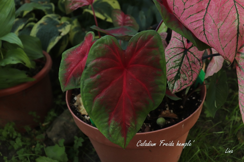 Caladium 'Freida hemple'21.07.jpg
