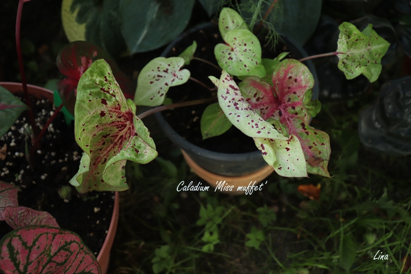 Caladium 'Miss muffet'21.07.jpg