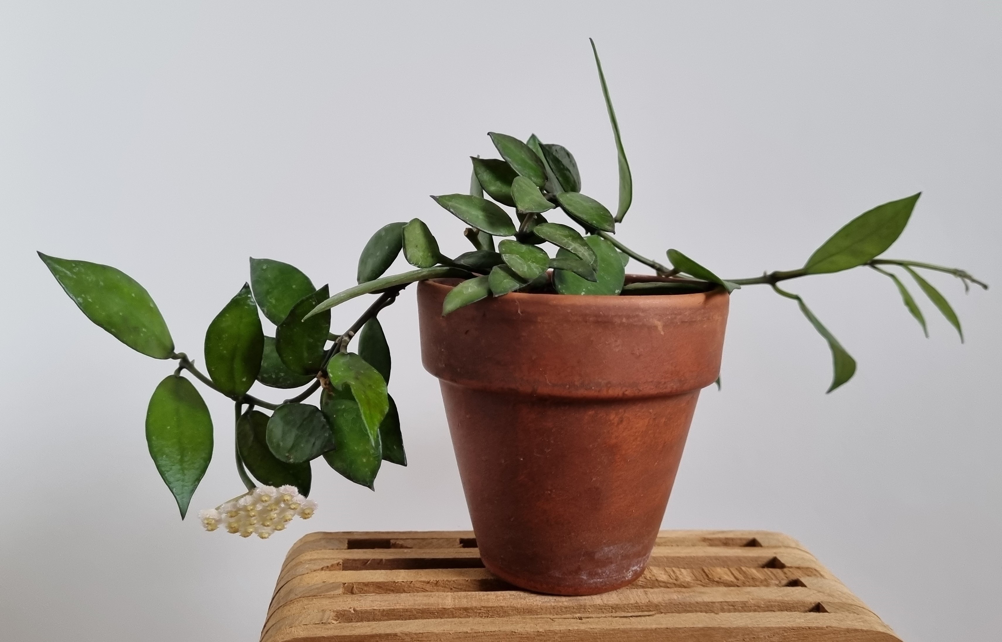Hoya lacunosa.jpg