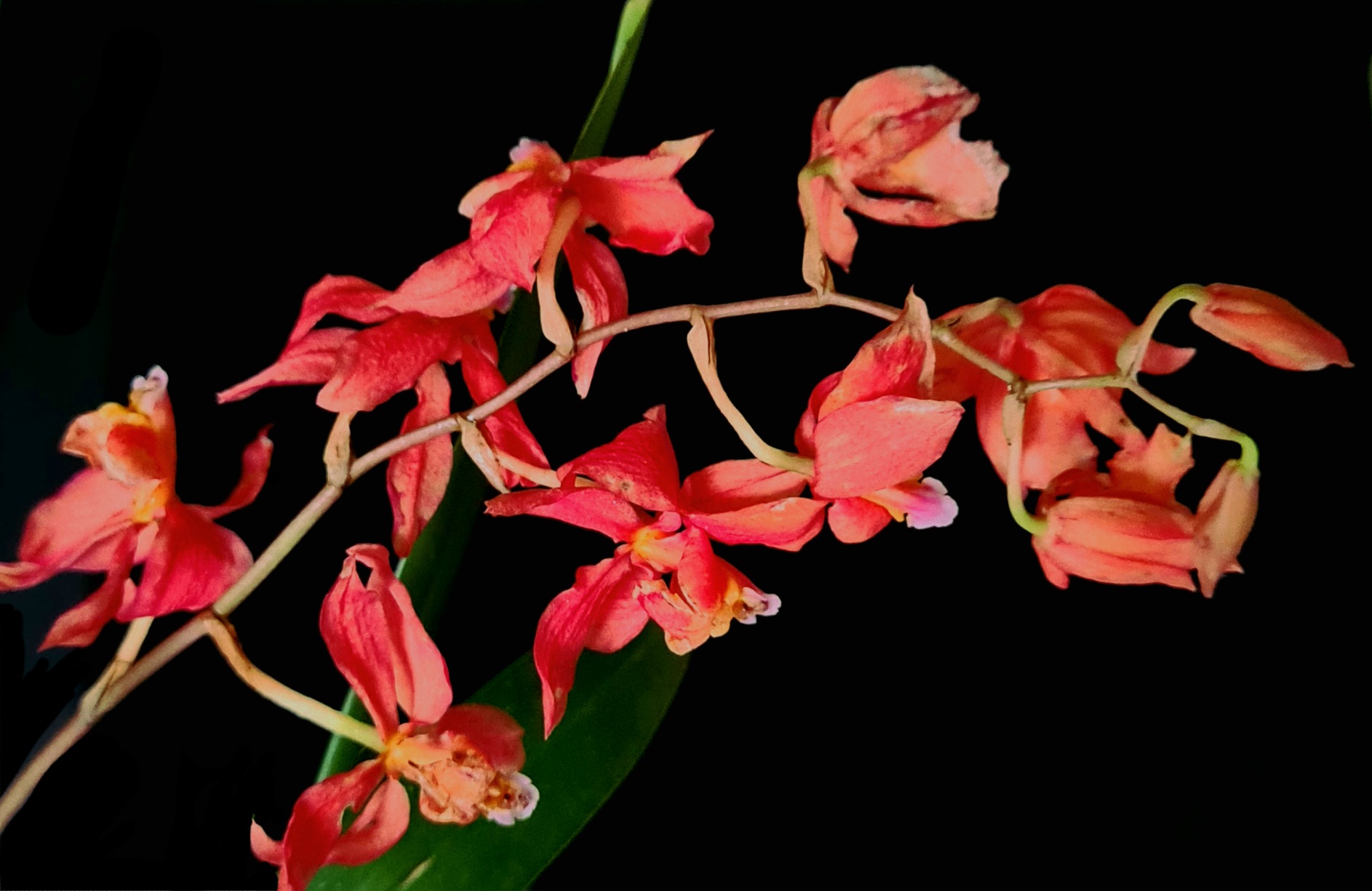 Cochlioda noezliana