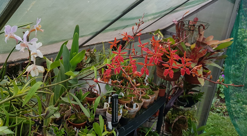 Renanthera Tom Thumb (monachica x imschootiana) (1).jpg
