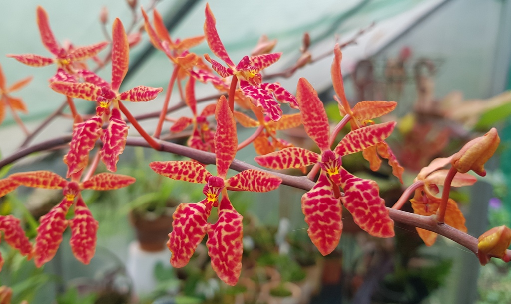Renanthera Tom Thumb (monachica x imschootiana) (2).jpg