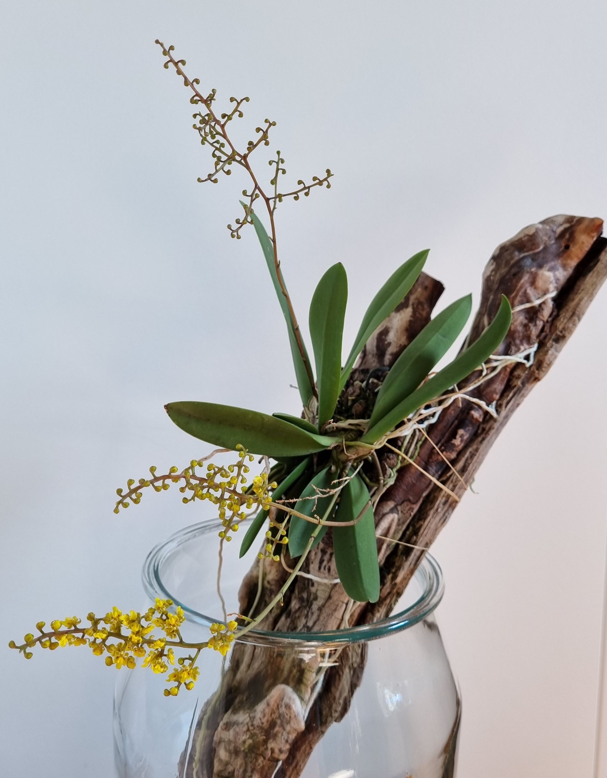 Oncidium pumilum.jpg