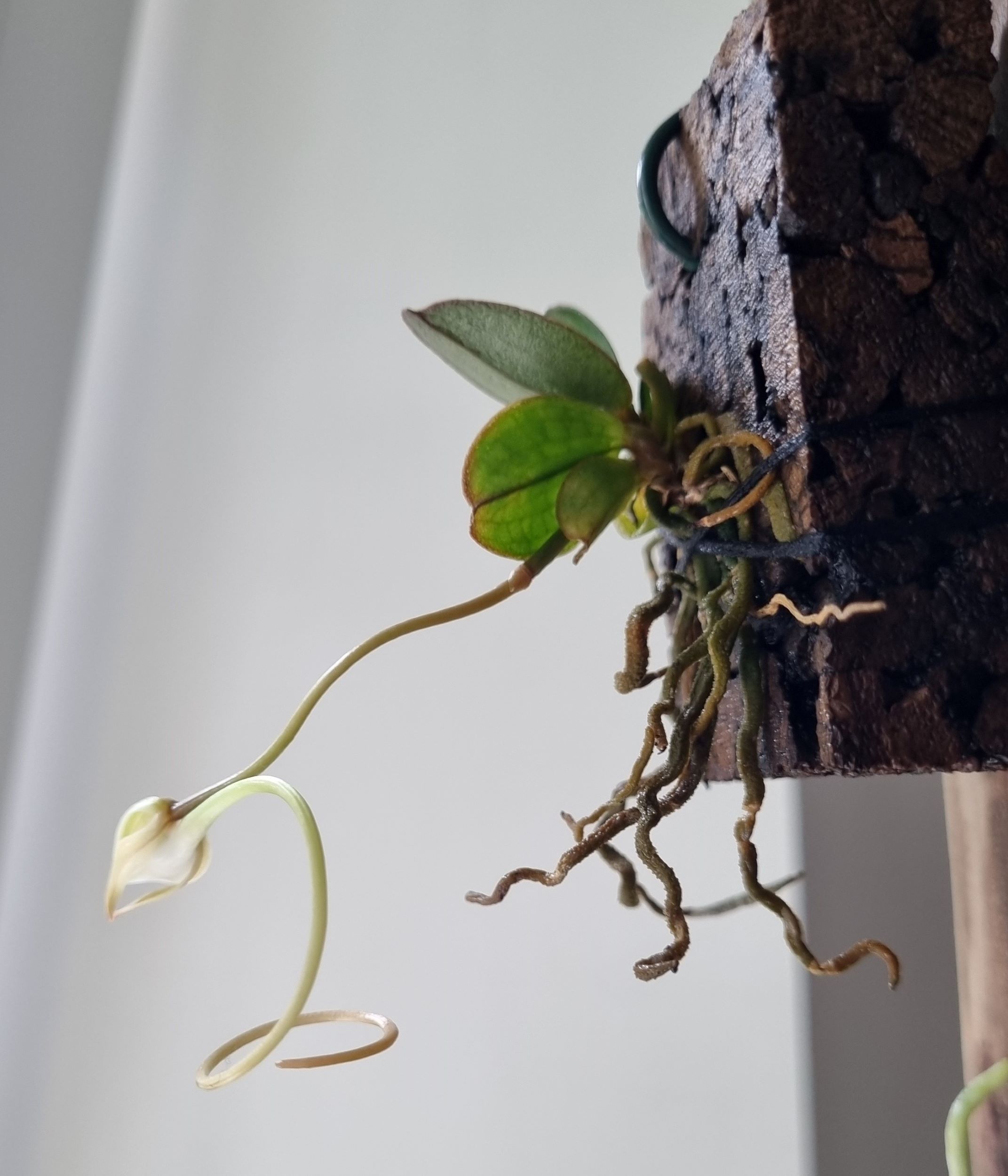 Aerangis monantha.jpg