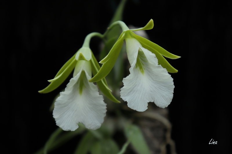 Encyclia mariae'21.07..jpg