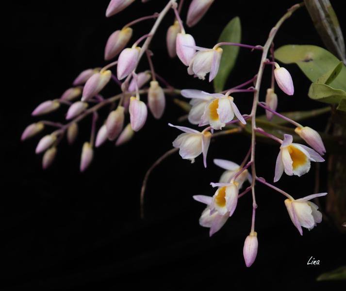 Dendrobium farmeri 'Pink'21.07.19..jpg