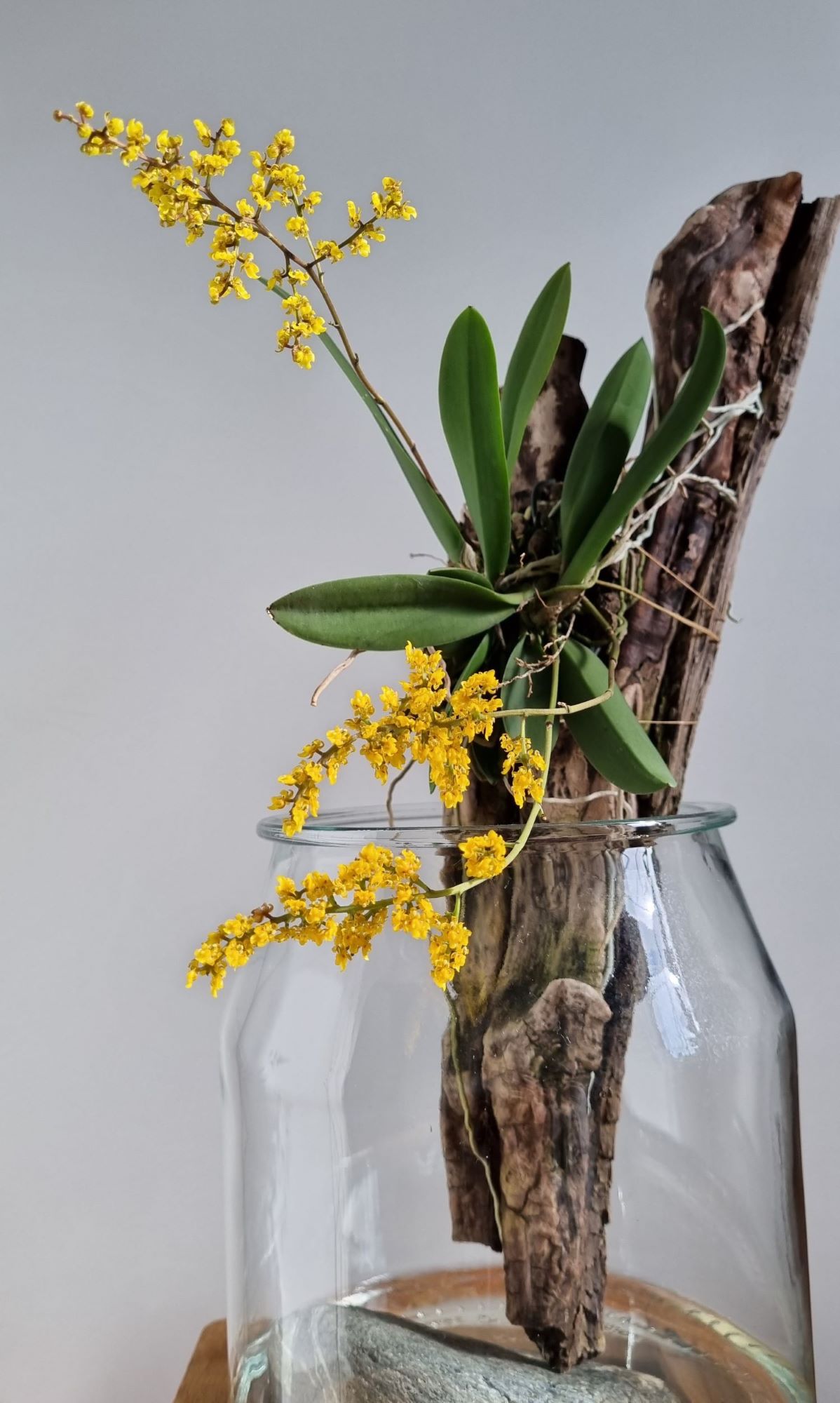 Oncidium pumillum1.jpg